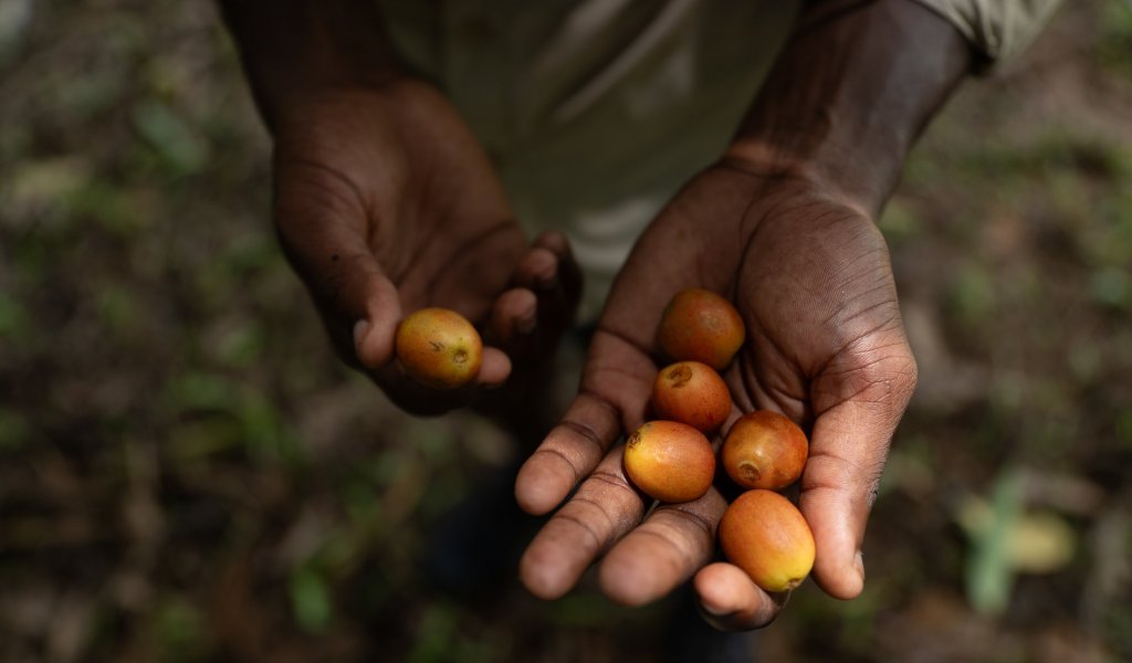 Open hand holding organic cacao beans