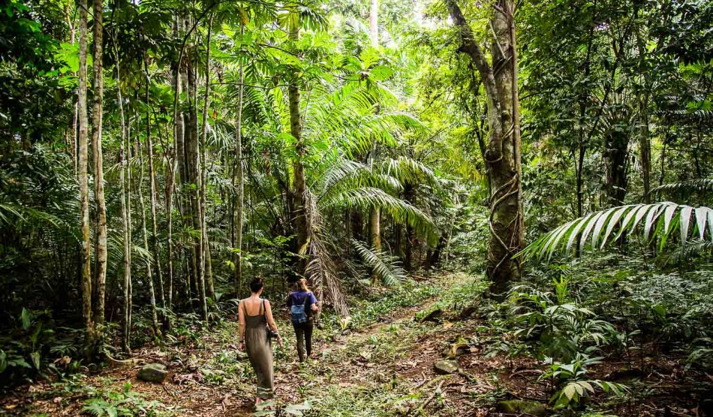Person walking through a lush forest on Príncipe Island