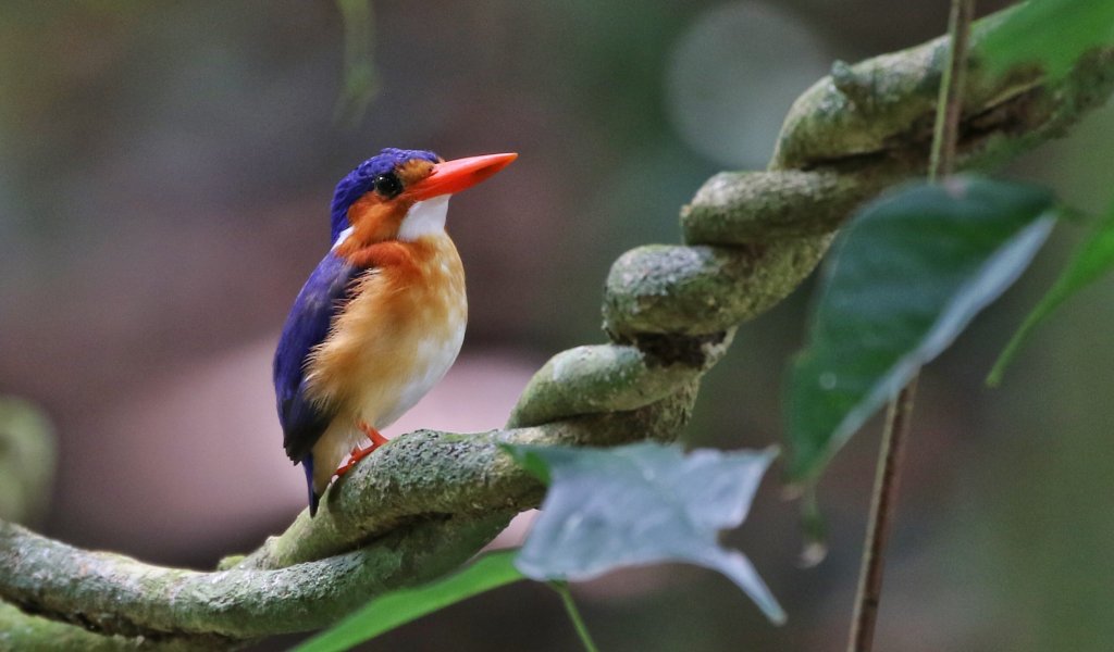 Kingfisher bird perched on a branch on Príncipe Island