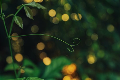 Plant sprout with blurred rainforest background on Príncipe Island.