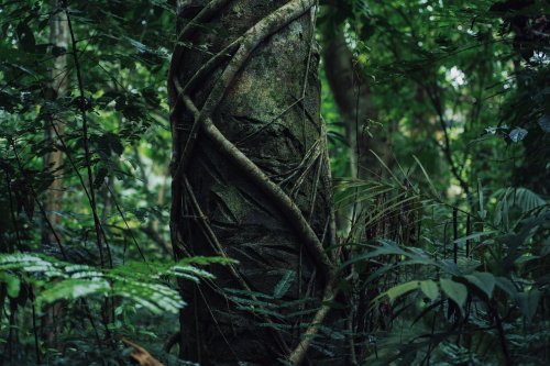 Tronco de árvore na selva, coberto por plantas tropicais na Ilha do Príncipe.