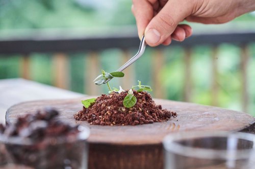 A Taste of São Tomé and Príncipe: Cacao Plantation Tours and Local Culinary Delights