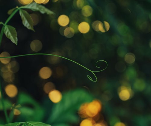 Plant sprout with blurred rainforest background on Príncipe Island.