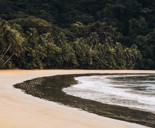 Curved tropical beach beside a palm forest near Bom Bom
