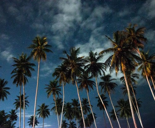 Palm trees at night at Omali