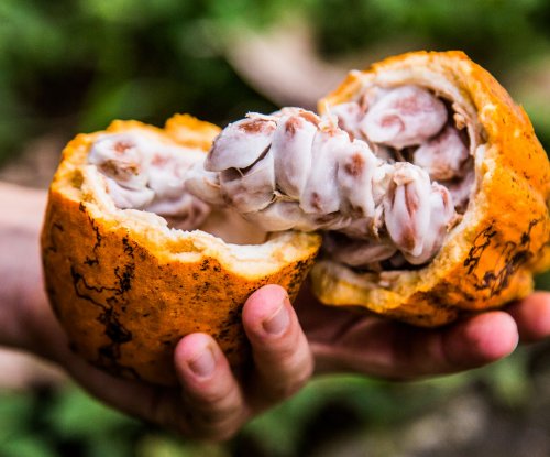 Mão a segurar um fruto de cacau aberto