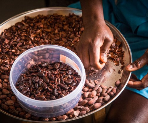 Mulher a selecionar grãos de cacau