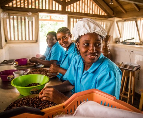 Funcionários na Roça Paciência a trabalhar com cacau