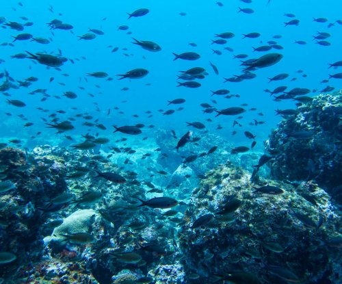 Many fish and corals underwater near Príncipe Island