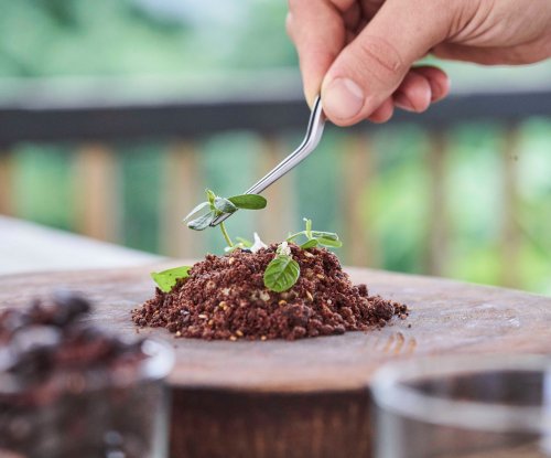 A Taste of São Tomé and Príncipe: Cacao Plantation Tours and Local Culinary Delights