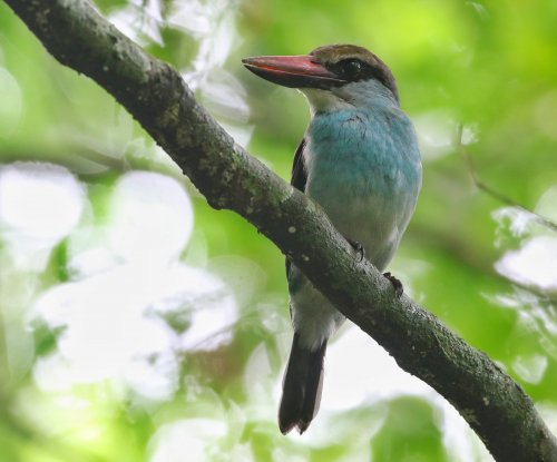 Blue-breasted kingfisher perched on a branch in the rainforest, Príncipe Island
