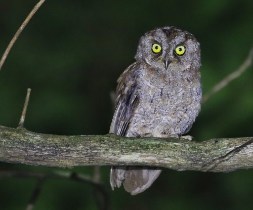 Príncipe scops owl with yellow eyes perched on a branch at night, Príncipe Island