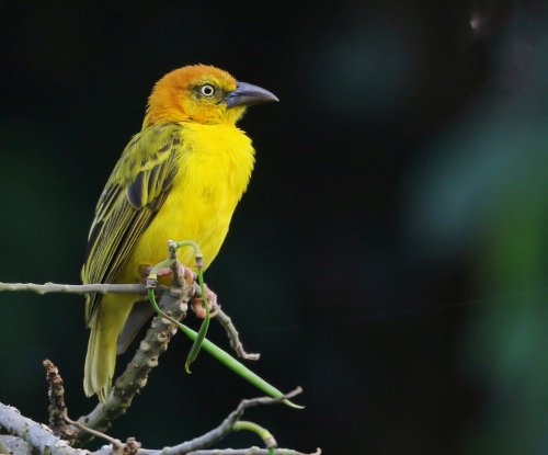 Príncipe weaver with yellow and orange plumage perched on a branch, Príncipe Island