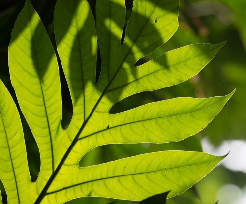 Sunlit fern leaf in the tropical rainforest, Príncipe Island