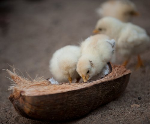 Chicks feeding from a coconut shell on the ground, Príncipe Island