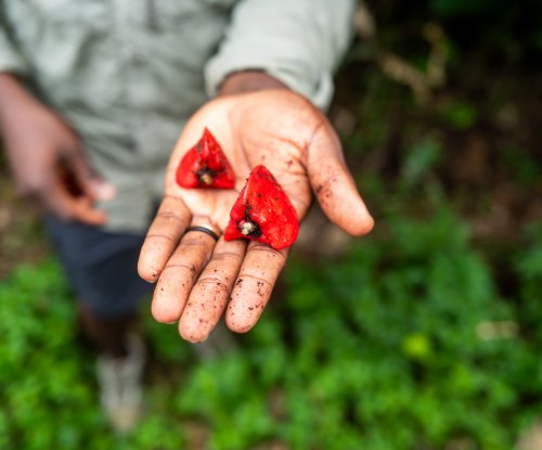 Guide showing red tropical fruits in the palm of his hand during the hike, Príncipe Island