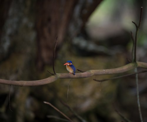 Malachite kingfisher perched on a branch by the river in the forest, Príncipe Island