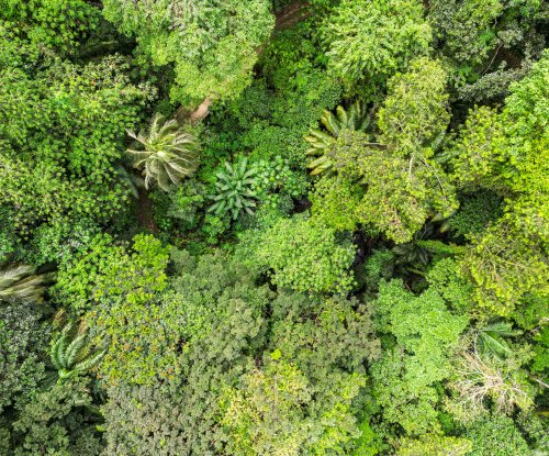 Rainforest canopy, Príncipe Island