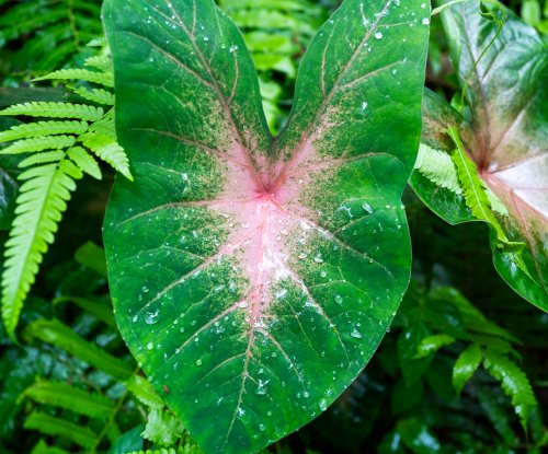 Detail of the veins of a tropical leaf in the rainforest, Príncipe Island