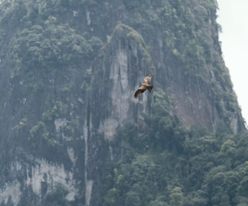 Bird of prey soaring past the phonolite tower of Pico Papagaio, Príncipe Island