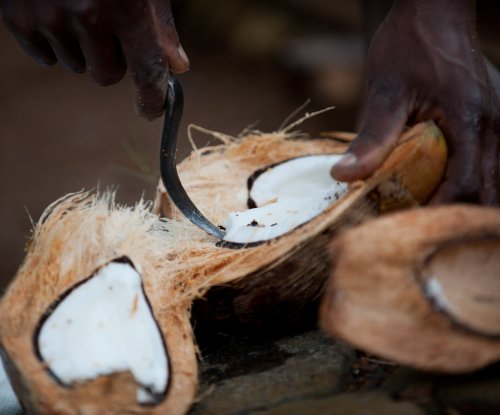 Hands opening a fresh coconut with a knife, Príncipe Island