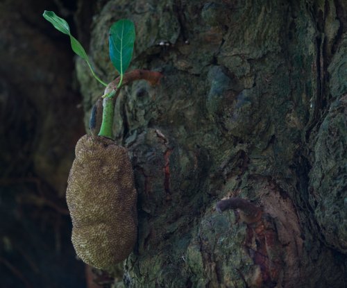Jackfruit growing on the tree trunk in the forest, Príncipe Island