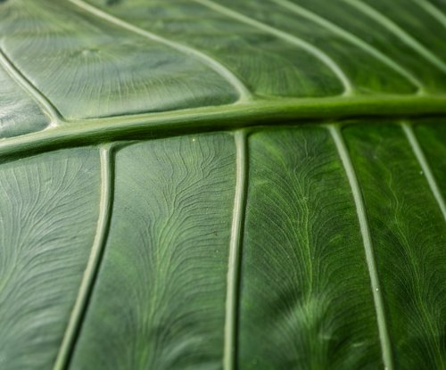 Detail of the veins of a tropical leaf in the rainforest, Príncipe Island