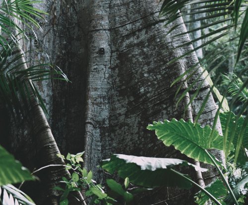 Towering tree trunk surrounded by palms and tropical vegetation in the rainforest, Príncipe Island