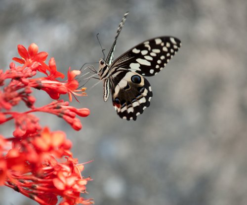 Black and white butterfly feeding on red flowers, Príncipe Island