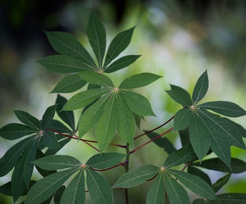 Cassava leaves with red stems in the forest, Príncipe Island
