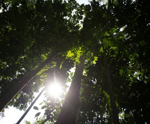 Sunlight filtering through the rainforest canopy, Príncipe Island