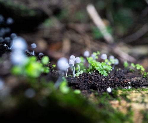 Tiny white mushrooms and sprouts on the tropical rainforest floor, Príncipe Island