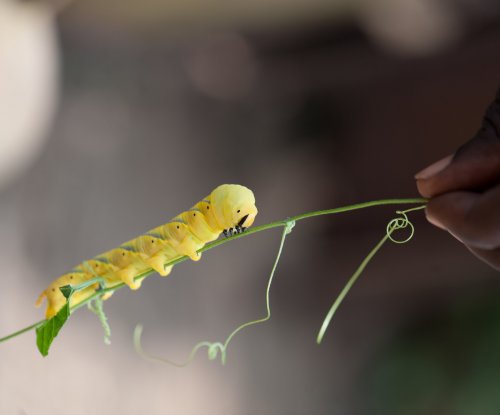 Yellow caterpillar on a vine tendril held by a guide, Príncipe Island
