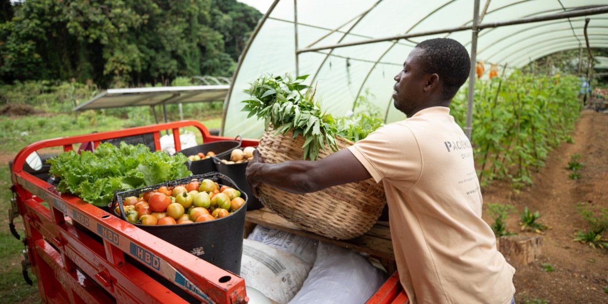 Agricultor local a carregar frutas e legumes frescos para transporte na Ilha do Príncipe.