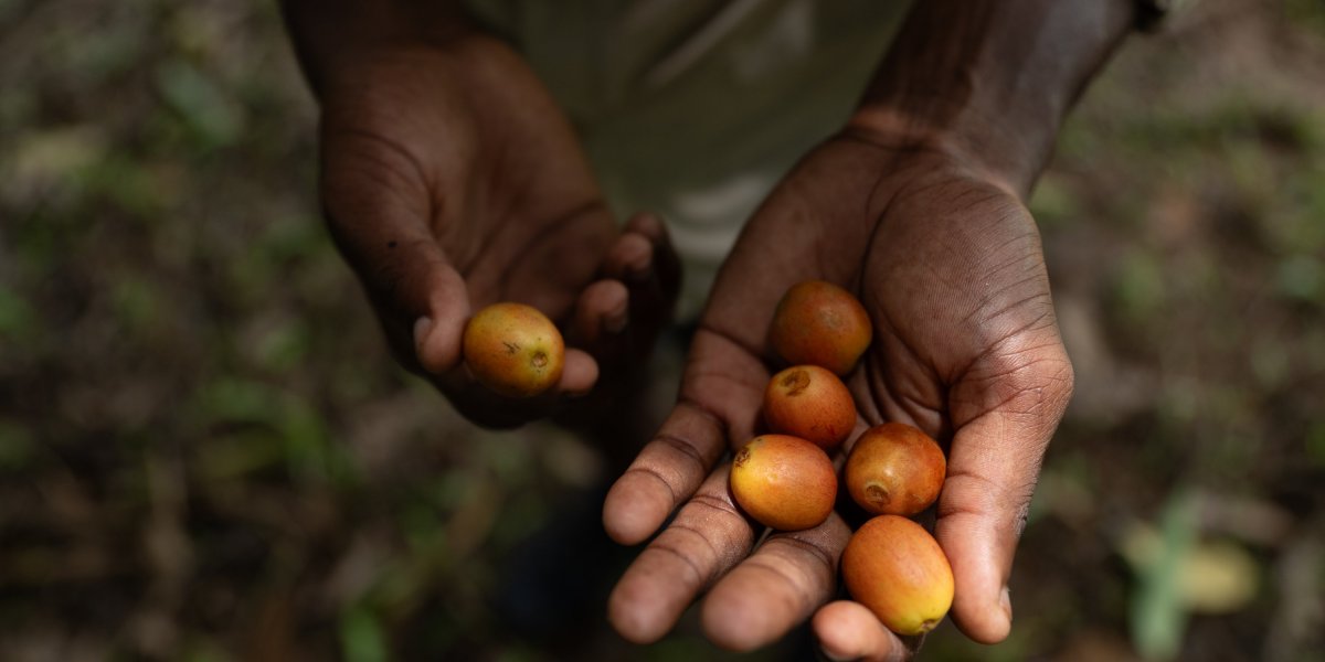 Mão aberta a segurar grãos de cacau