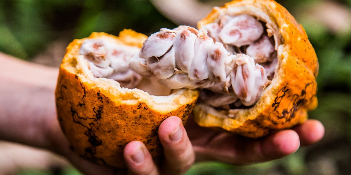 Mão a segurar um fruto de cacau aberto
