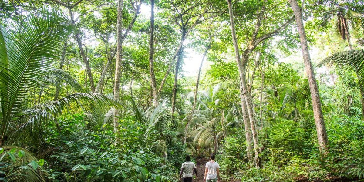 Two people hiking through the lush forest of Príncipe Island