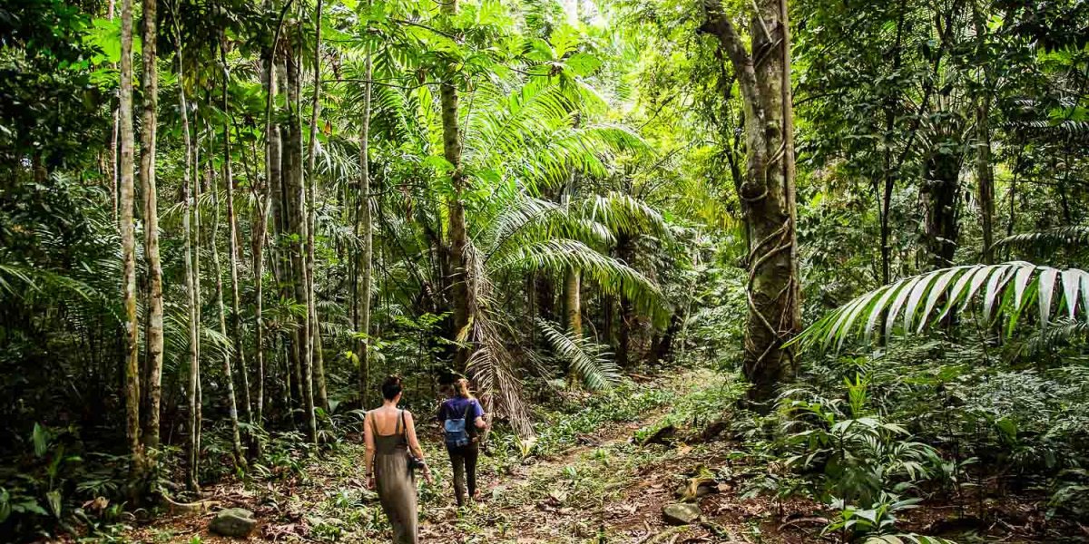 Person walking through a lush forest on Príncipe Island
