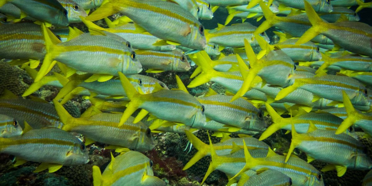 School of fish near Príncipe Island