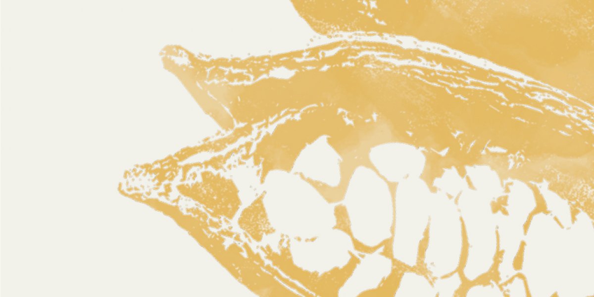 Artistic illustration of a dark yellow open cocoa fruit from the Príncipe Collection Hotels.