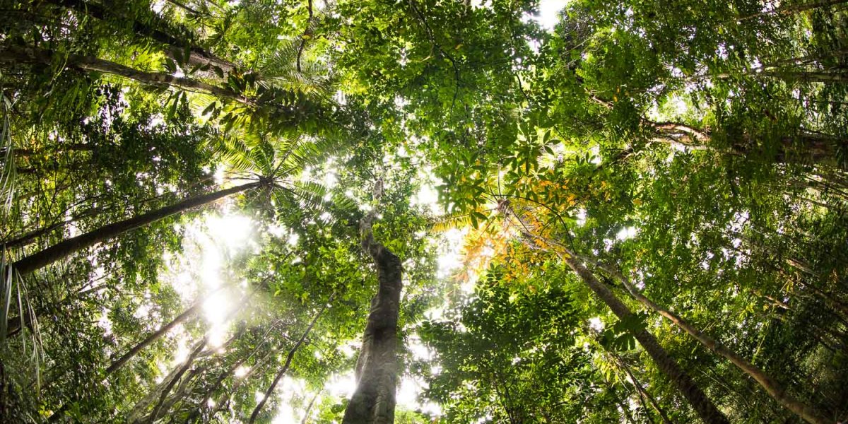 Lush forest with large trees on Príncipe Island.