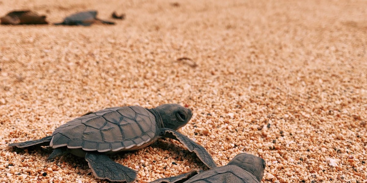 Newly hatched baby turtles heading to the ocean on Príncipe Island