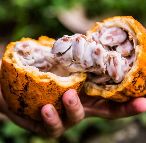 Hand holding a cracked-open cacao fruit