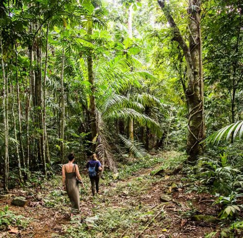 Person walking through a lush forest on Príncipe Island