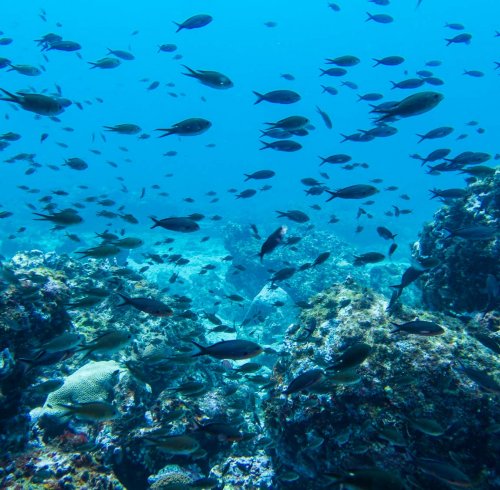 Many fish and corals underwater near Príncipe Island