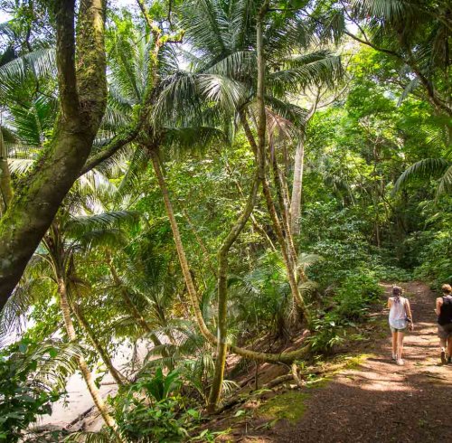 Hiker on a trail walking through a lush jungle toward Praia Margarida