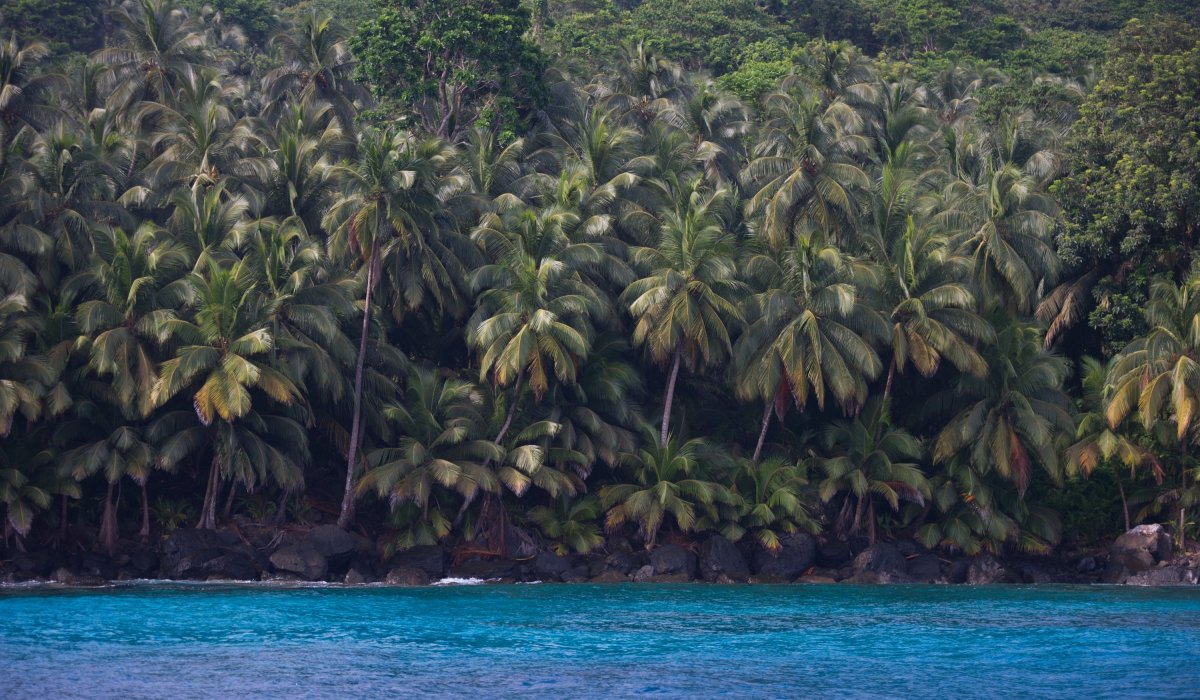 Dense coconut palm forest along the rocky coastline with turquoise sea, São Tomé and Príncipe